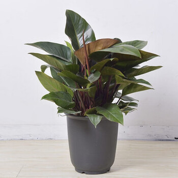 金钻红钻四季常青植物大型绿植室内盆景花卉绿植绿萝吊兰植物盆栽红叶