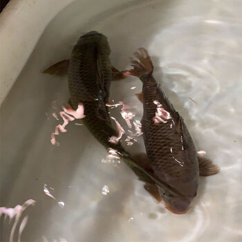 千岛湖正宗青鲤鱼鲜活大鲤鱼冷水现杀无刺鱼肉活体生物6斤千岛湖本地