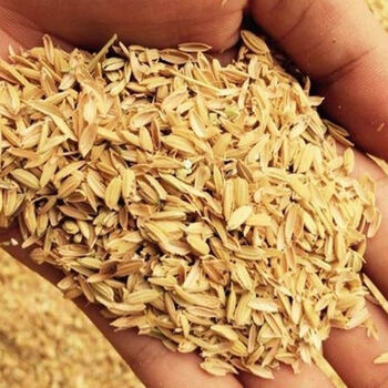 稻壳稻壳粗糠壳农村自磨稻谷壳10斤烧酒垫料填充干净不碎空稻壳稻谷壳