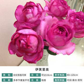 月季伊芙伊芙乙女心等大花浓香庭院露台月季玫瑰伊芙里奥带盆栽好