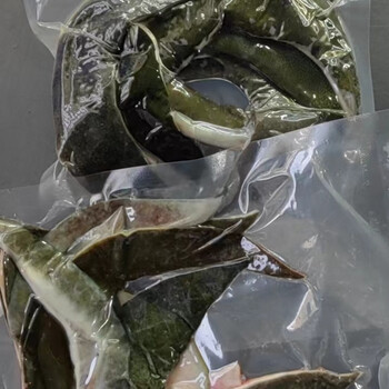 甲鱼现杀剪裙边蛋白麻辣速冻成品鱼鲜活甲鱼甲鱼裙边渔夫新鲜便宜 现