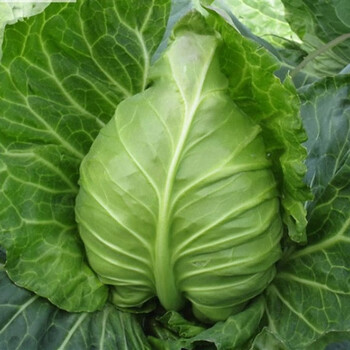 崇明新鲜尖头包心菜包包菜时令蔬菜牛心白菜儿菜菜青菜杆 500g