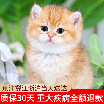 赠礼包 一尾猫舍英国短毛猫幼猫英短蓝猫活体 英短银渐层活体蓝白 宠物小猫咪活体猫活物宠物猫幼崽高品质金渐层 图片价格品牌报价 京东