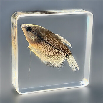 海洋动物标本珍贵海洋动物真实鱼树脂标本热带鱼淡水鱼早教创意琥珀