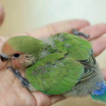 卡洛布布 牡丹鸚鵡活鳥黃桃綠桃鸚鵡幼崽雛鳥半毛小鳥一對寵物鳥手養