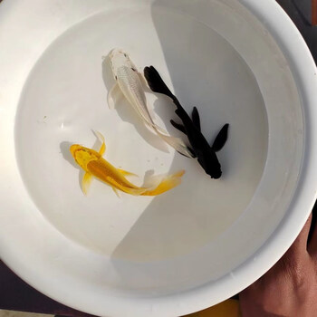 冷水锦鲤黑金白金黄锦龙凤黑鱼金鱼活体 黑 白 黄10-13cm各1条