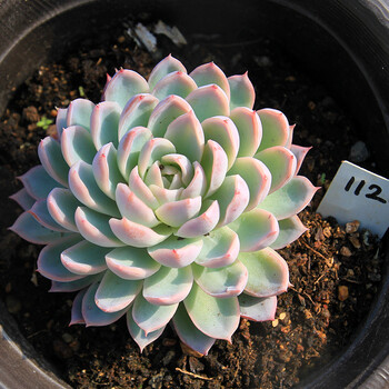 【】 紫罗兰女王 月影 紫色多肉植物 一物一拍 银色 19号14cm盆 不含