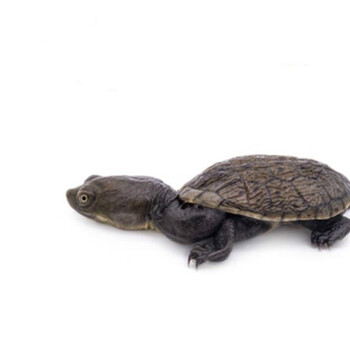 瑾伦宠物长颈龟蛇颈龟苗深水混养鱼缸观赏侧颈活体龟花面龟57厘米错甲