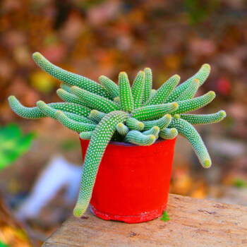 毛毛虫仙人掌仙人指盆栽垂吊开花多肉植物花卉室内室外常青花 毛毛虫