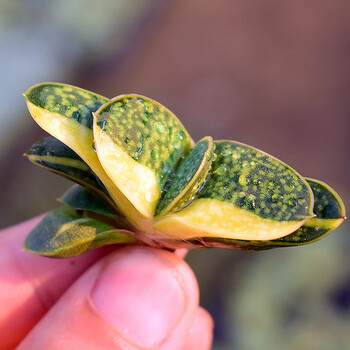 汐鸢 多肉新手套餐多肉植物组合套装小贵货肉肉植物室内阳台办公室多肉植物盆栽子宝锦4 6cm 图片价格品牌报价 京东 汐鸢 多肉新手套餐多肉植物组合套装小贵货肉肉植物室内阳台办公室多肉植物盆栽子宝锦4 6cm 图片价格品牌报价 京东