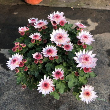 阳台庭院绿植菊花乒乓球唯美多色可选带土带花发货荷兰菊草莓心不含盆