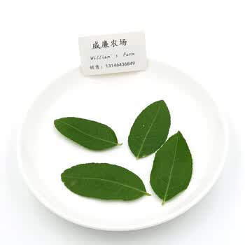 青柠叶新鲜青柠叶泰国柠檬叶kaffier Lime Leaf Thai 500g 500g 图片价格品牌报价 京东