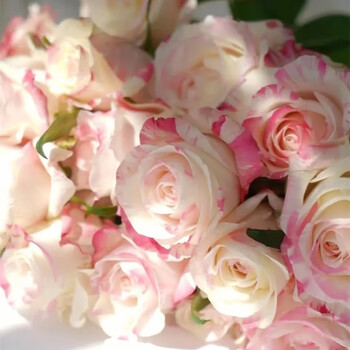 月季月季花苗开花灌木浓香切花月季庭院阳台花卉盆栽 霓裳(小中苗)