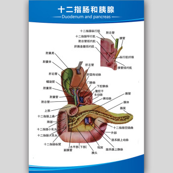 器官结构图墙贴疫情防控提示牌标识贴纸刘不丁 十二指肠和胰腺
