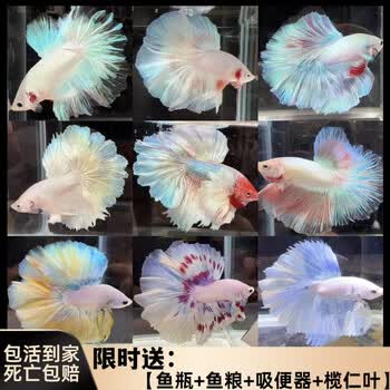 泰国斗鱼观赏鱼仙女款婚纱鱼半月狮王马尾将军好养耐活宠物热带鱼 s级