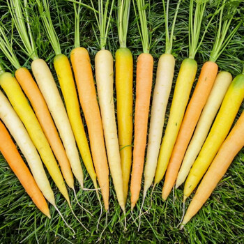 彩虹胡萝卜种子 100粒【萝卜4种颜色】