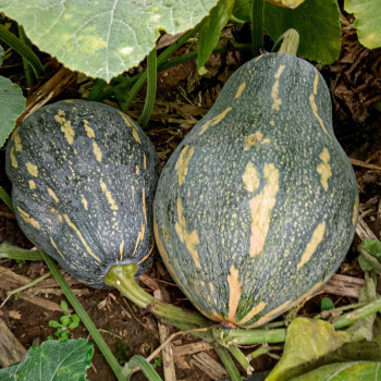 壽禾 香芋南瓜種子幼苗苗粉甜家庭種植春秋季播種蔬菜種籽陽臺庭院