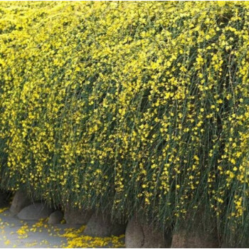 中趣庭院绿化爬藤植物迎春花盆栽树苗四季常青花园观花花卉3年苗5颗装不含盆 图片价格品牌报价 京东