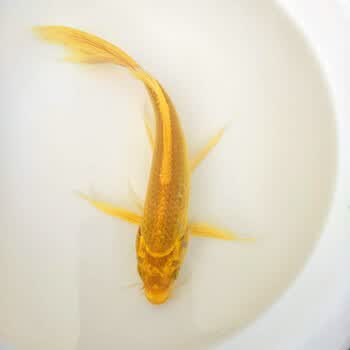 观赏鱼淡水大尾巴锦鲤金鱼冷水活体风水鱼黄龙凤锦鲤鱼场直销 黄金