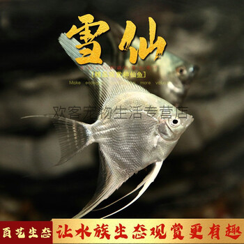 【京选推荐】神仙鱼燕鱼热水族热带观赏鱼熊猫三色雪燕秘鲁埃及七彩