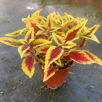 物鲜仙子 彩叶草盆栽花卉五彩苏观叶植物室内阳台庭院清心草办公室好