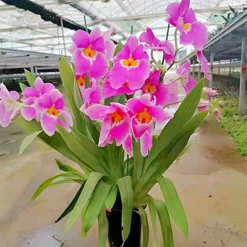 澳颜莱特大颗 中国红 文心兰 冬带花苞 开花特香 卡特兰 室内盆栽兰花