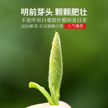 福鼎白茶2020头春头芽150g白毫银针 特级茶叶白豪饼新茶