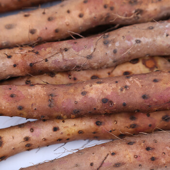 河南焦作垆土铁棍山药60cm6斤礼盒农产品特产非淮山药