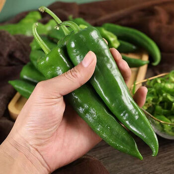 新鲜辣妹子辣椒美人椒朝天椒薄皮青尖辣椒土辣椒小辣椒剁椒辣 【够辣