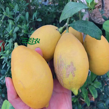 四季甜柠檬苗纯甜柠檬苗无酸味柠檬嫁接柠檬苗四季开花结果庭院种植