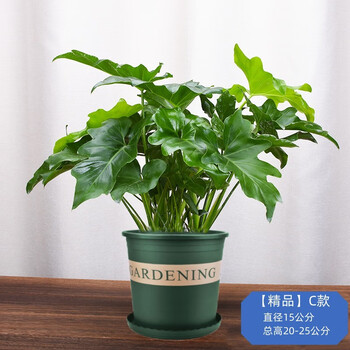 好养办公室绿萝春雨水培植物 【精品】春羽1盆【3颗以上】 加仑盆含托