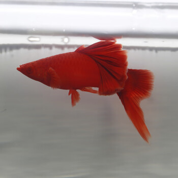 高鳍红箭鱼苗菊花帆红剑鱼狼牙热带鱼观赏鱼刀鱼 (剑公或刀公)一条