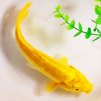 建业达淡水鱼黄金鱼观赏鱼冷水鱼纯种黄金锦鲤黄金锦鲤1823cm1条