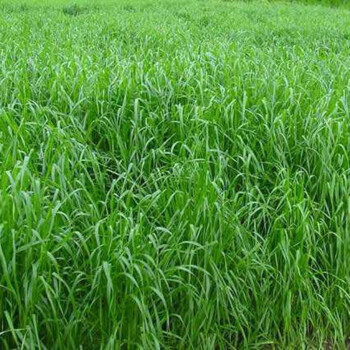 婉之樹進口黑麥草種籽多年生牧草四季種植養牛羊雞鴨魚鵝兔高產耐寒