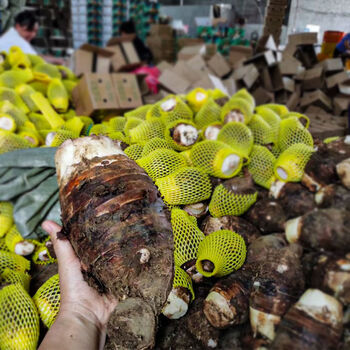 正宗广西桂林头现挖新鲜槟榔芋头当季香芋紫藤芋头蔬菜 特大果9斤【单