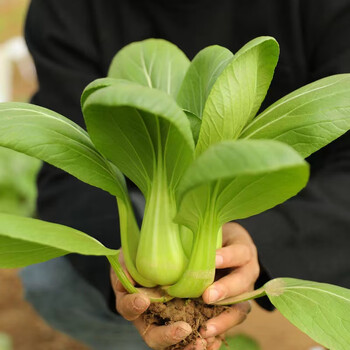 上海青秧苗小青菜苗矮脚苏州青小苗阳台盆栽鸡毛菜幼苗四季蔬菜苗