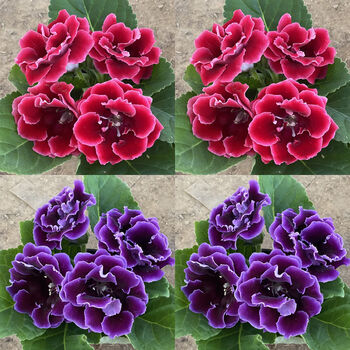 山东重瓣芙蓉花带花苞大岩桐盆栽四季开花苗好养阳台室内花卉植物秋颖