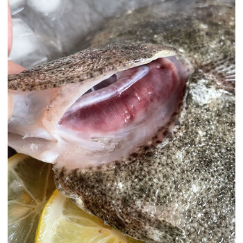 十里馋多宝鱼新鲜冷冻大个比目鱼海鱼鲽鱼鸦片鱼菱平鱼海鲜水产9两11
