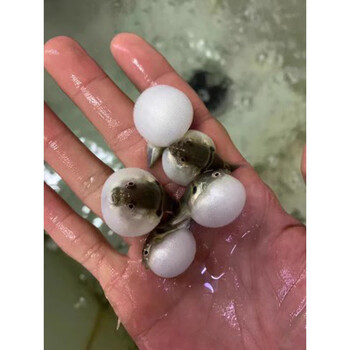 活体宠物潜水艇鱼鱼吃螺观赏鱼活体会生气的鱼气泡鱼弓班狗头鱼 弓班3