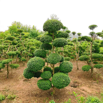 2到3米高的绿化植物(2米高的绿化植物有哪些)