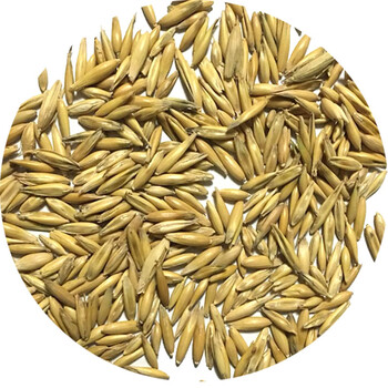 饲用带壳燕麦种子牧草种子饲料作物耐寒好适应强牧草大麦一斤