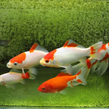 鱼红草金鱼锦鲤冷水鱼饲料鱼金鱼活鱼小鱼苗地狼1315cm红白草金1条