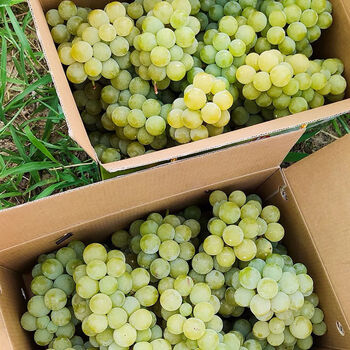 格沃斯gewosi水晶葡萄贵州新鲜水果农家自种绿葡萄湖南当季云南青葡萄