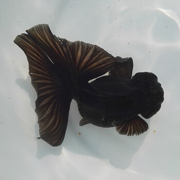 活体观赏鱼活体宠物冷水鱼红白珍珠淡水鱼兰寿虎头 包活 精品黑蝶尾 6