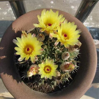 仙人球仙人掌盆栽类植物室内含盆开花盆栽办公室防辐射绯花玉狮子王