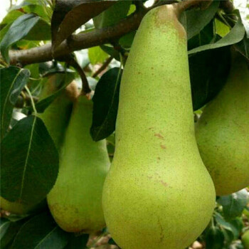 阿巴特梨树苗 长颈葫芦形香梨 西洋梨的优良品种 丰产抗病 大果 1年苗