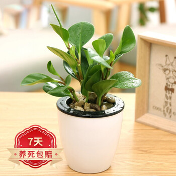 若绿水培植物室内阳台桌面蓄水盆盆栽水培四季可养居家免打理豆瓣绿白色蓄水盆 图片价格品牌报价 京东