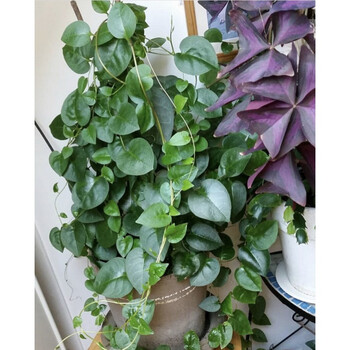 藤三七盆栽四季常青阳台蔬菜爬藤植物花卉绿植庭院植物墙多肉植物 藤