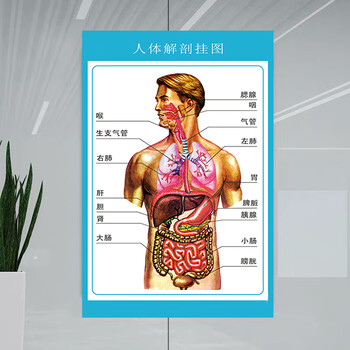 木子欣欣人体解剖图结构示意图人体内脏器官骨骼肌肉构造挂图全身解刨