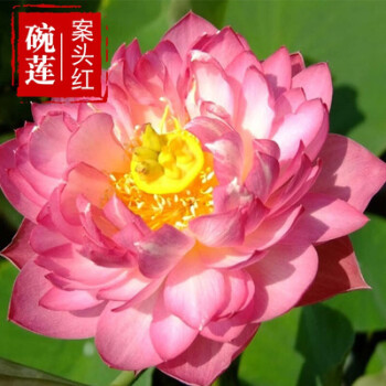 物鲜仙子四季碗莲种水培盆栽荷花睡莲种莲花花种水生无土花卉室外好养案头红30颗无土种植遇水开花四季开花含盆 图片价格品牌报价 京东